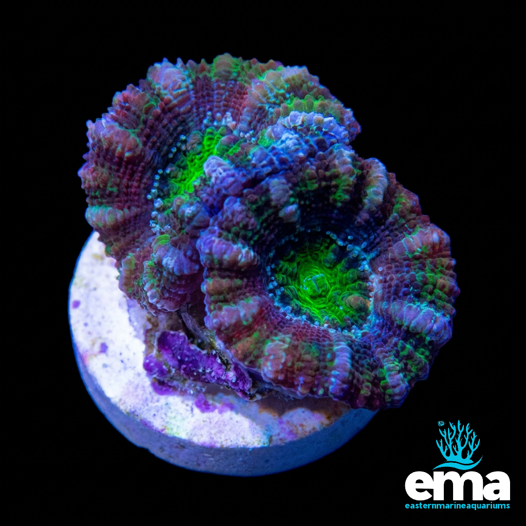 Forest Green & Purple Acan Lord Fragment