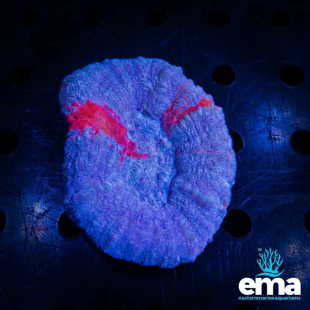 Purple & Red Scolymia
