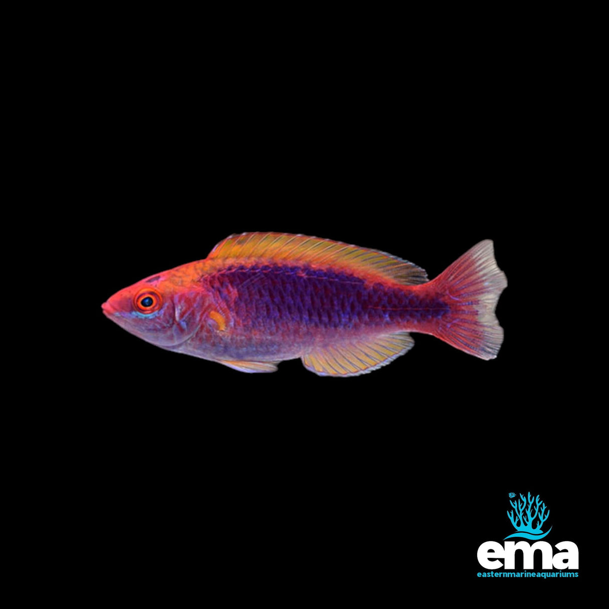 Multicolor Lubbock's Fairy Wrasse