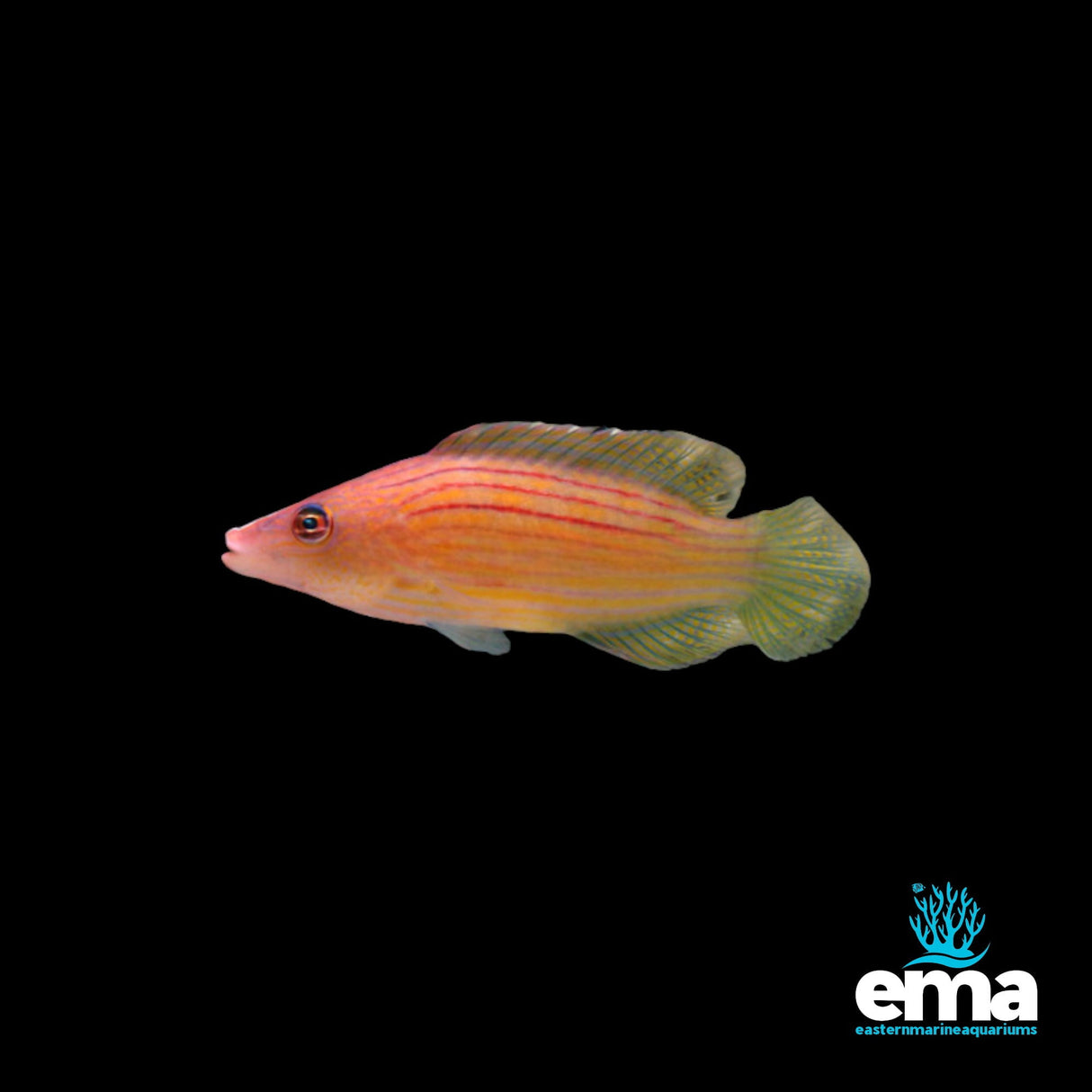 Eight Line Wrasse