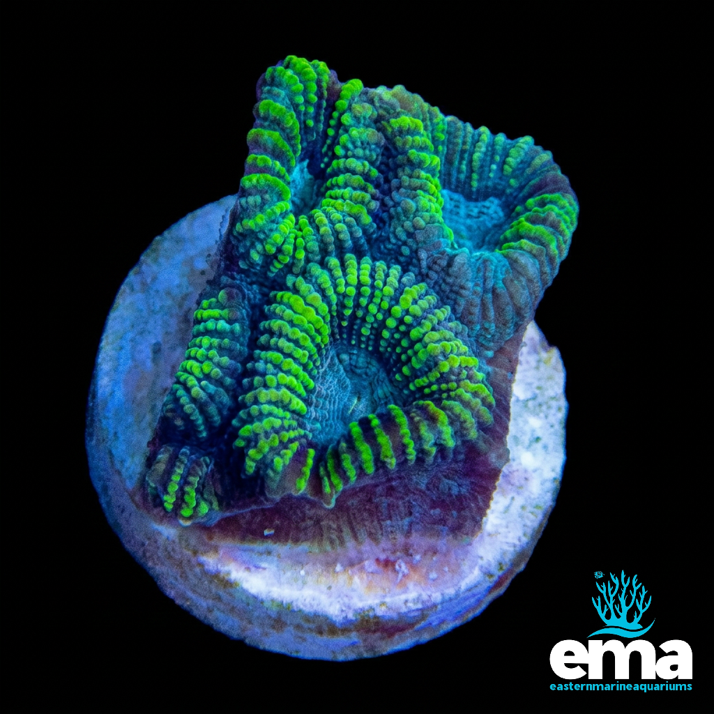 Yellow & Teal Favia Fragment coral