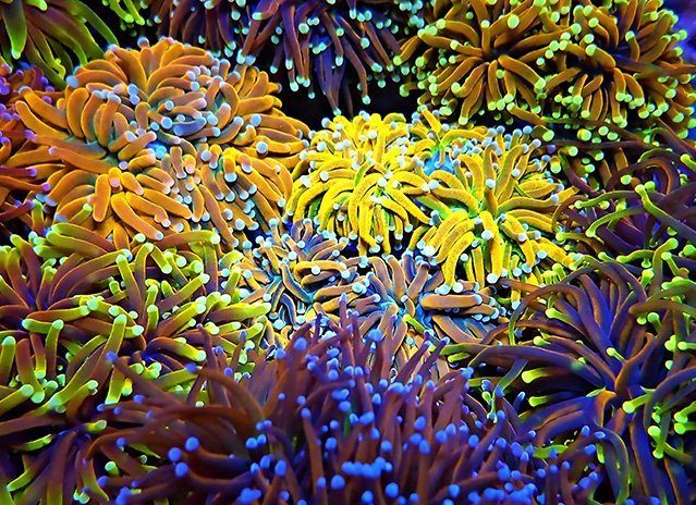 An introduction to Torch Corals, Euphyllia Glabrescens