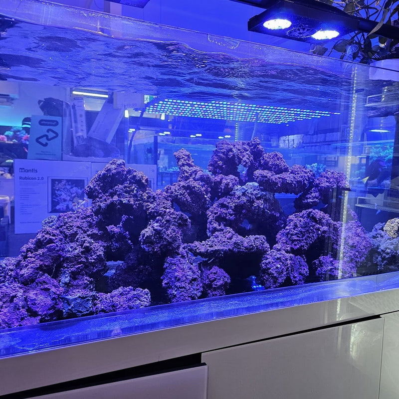 The Ultimate Guide to Quarantine Corals: Ensuring a Healthy Saltwater Aquarium
