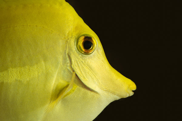 How hard are saltwater aquariums?