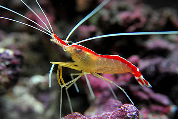 Cleaner Shrimp Care