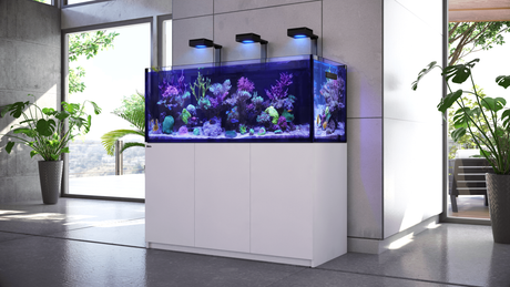 Red Sea Reef Salt or Coral Pro: What's Best for Your Reef Tank?