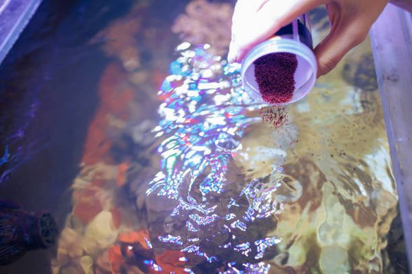 Live Food For Aquarium Fish | Types And Benefits