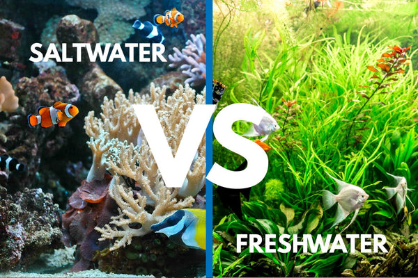 Freshwater Vs Saltwater Aquarium — Which Is Better?