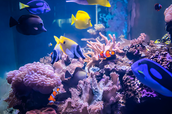 Can Saltwater Fish Live In Freshwater? Get the Answer and More