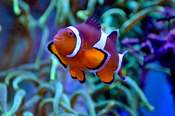 Reef Aquarium Lighting: Unleashing the Power of PAR and Spectrum