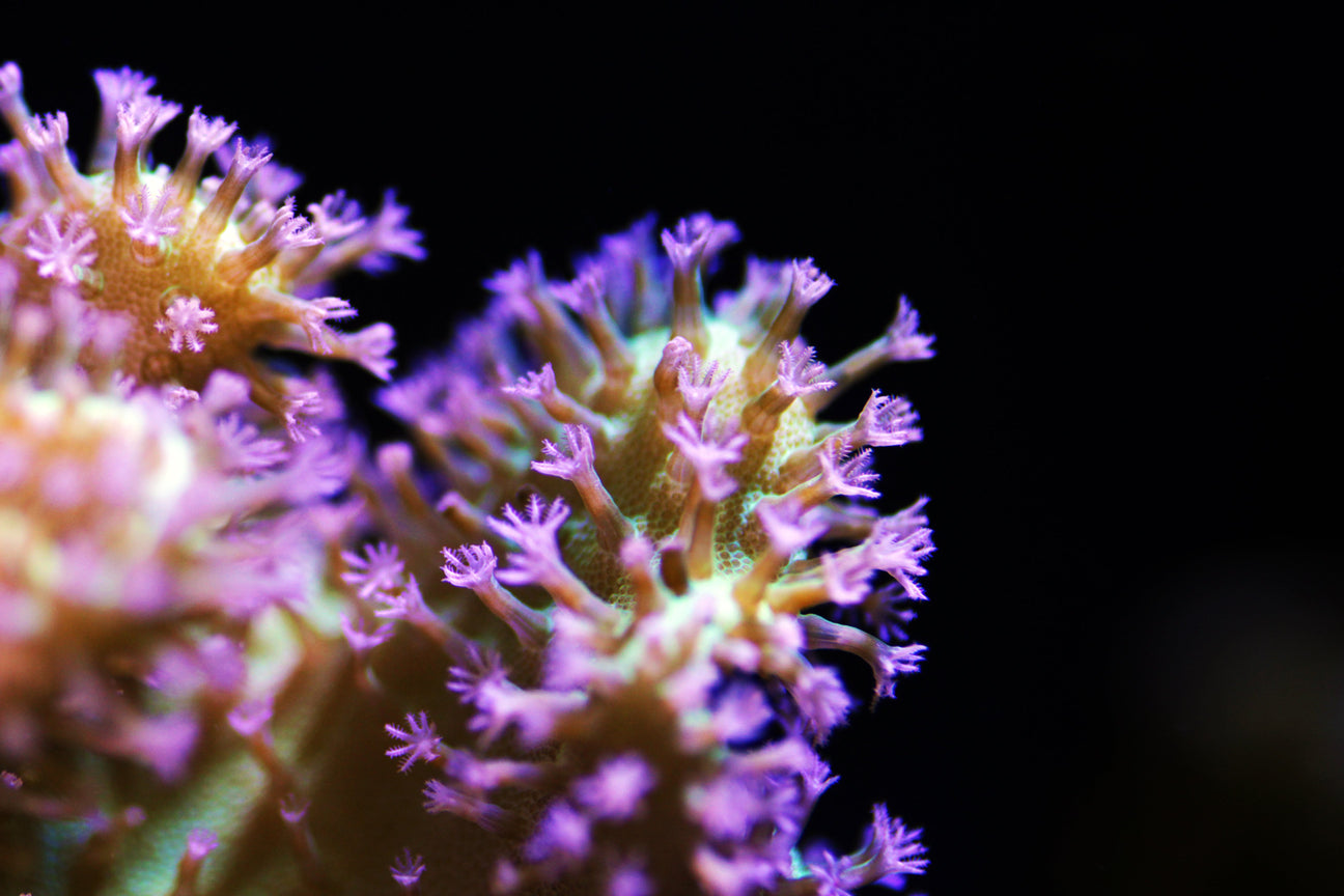 Soft Coral