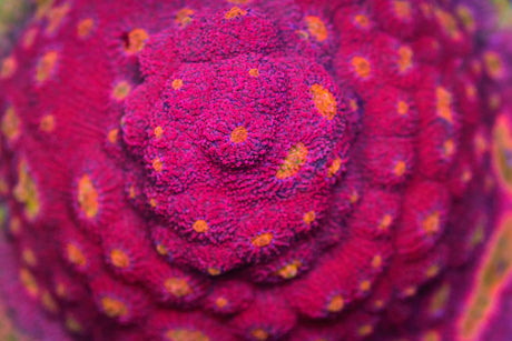 Close-up of a vibrant coral surface featuring clusters of small, textured polyps in shades of pink and purple, with highlights of orange. The intricate patterns and vivid colors create a mesmerizing effect.