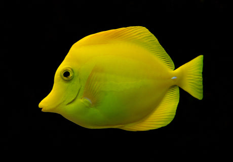 Biota Captive Bred Fish