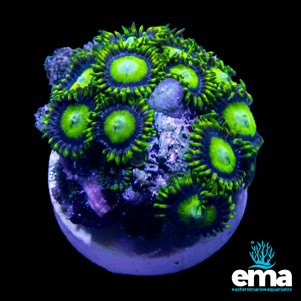 Nuclear Green Zoas