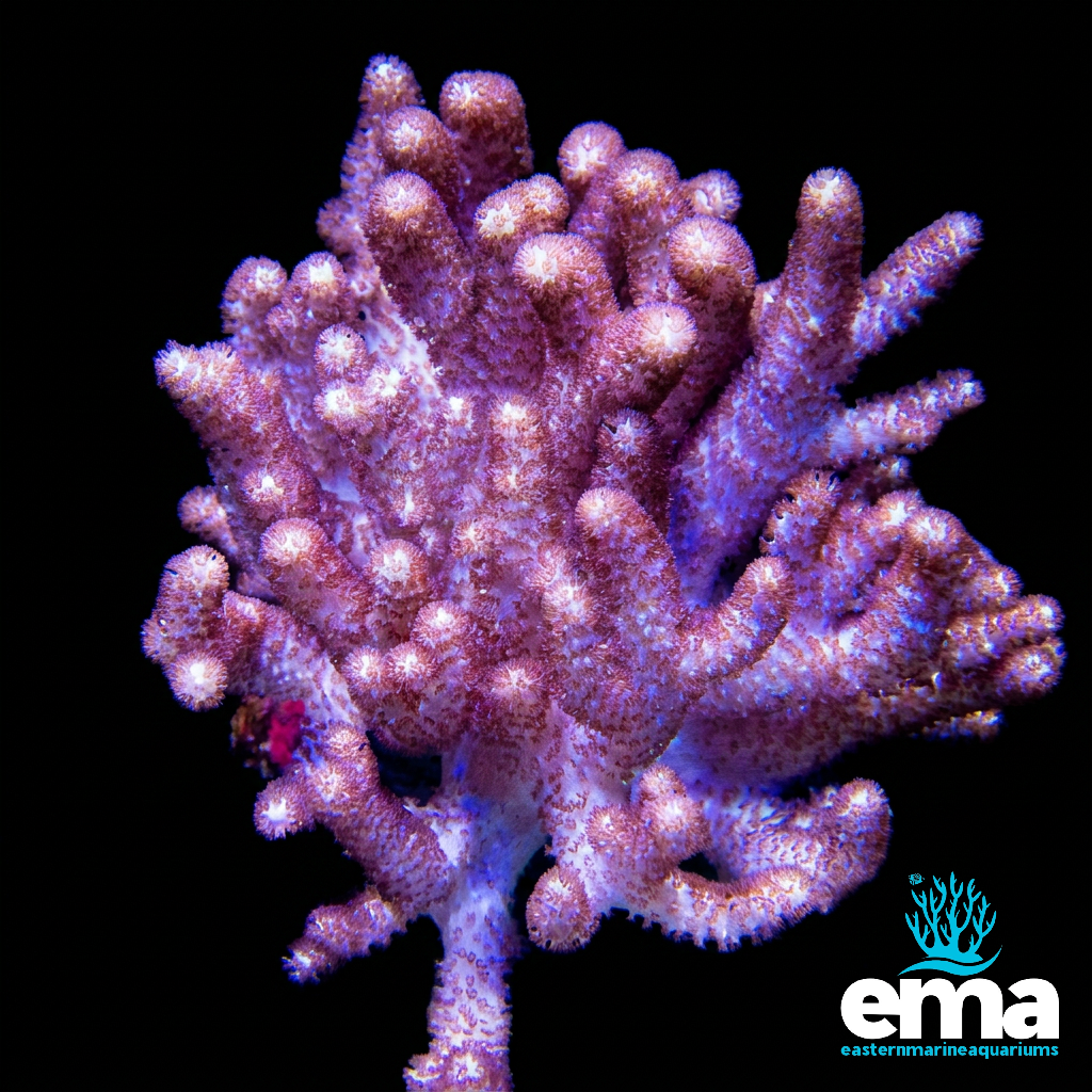 Purple Finger Coral
