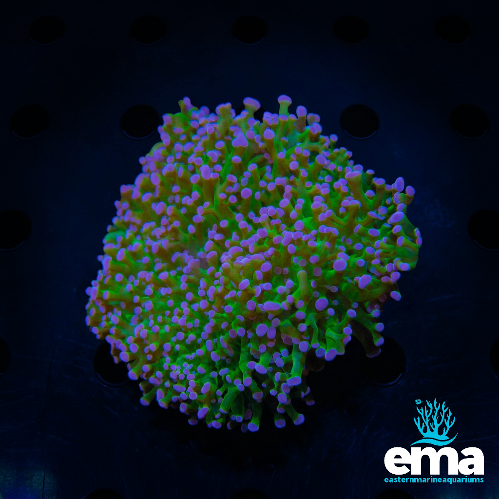 Reverse Frogspawn Coral