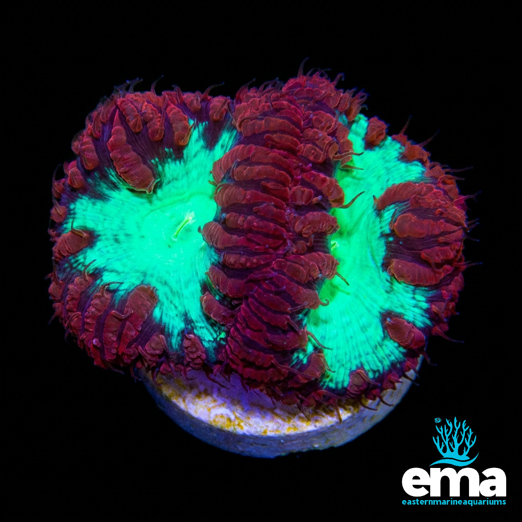 Red & Green Blasto Fragment - Double Polyp