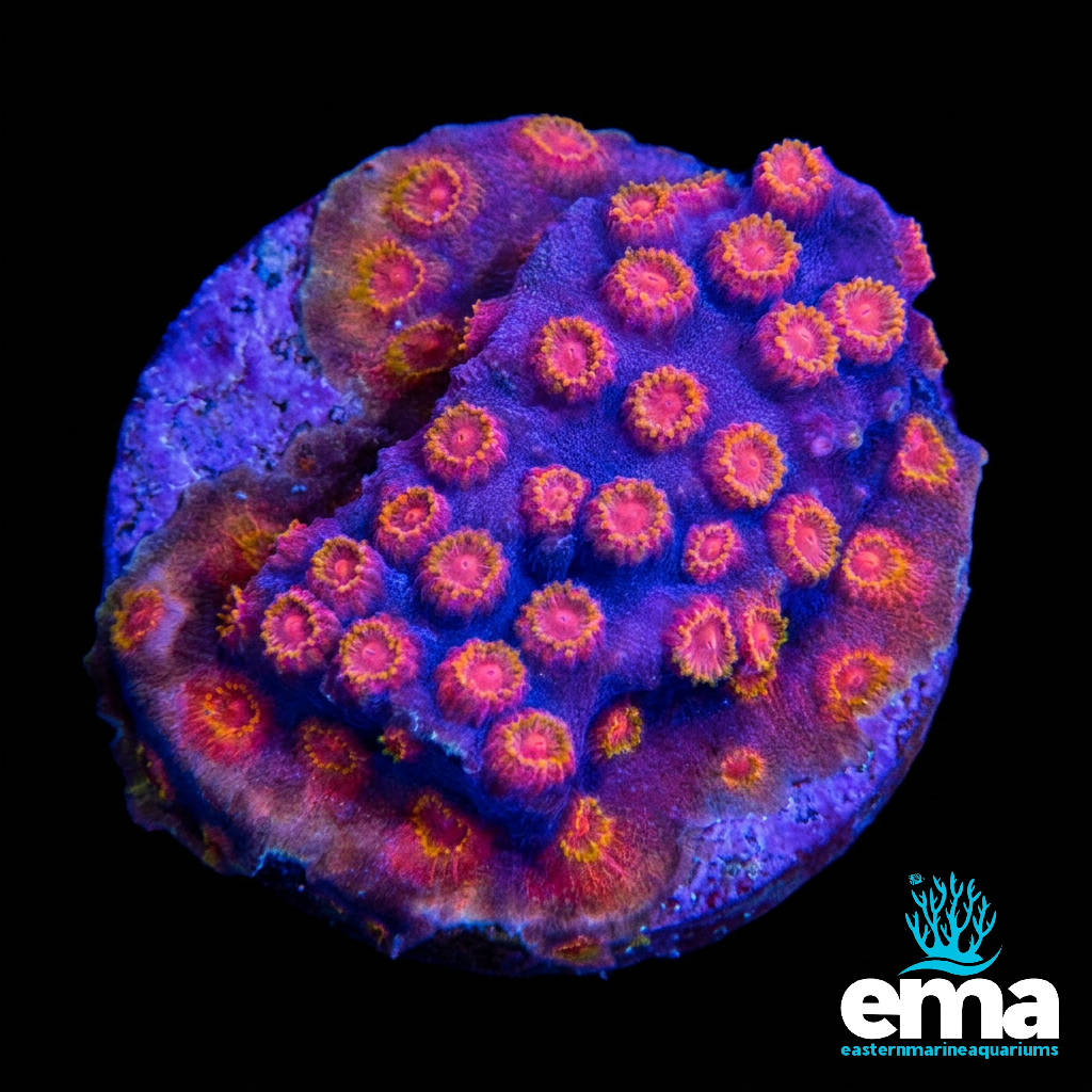 Purple & Gold Cyphastrea