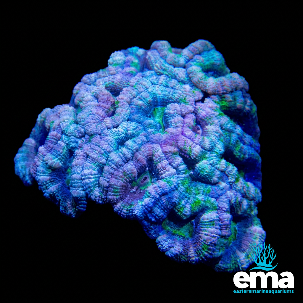 Acan Lord