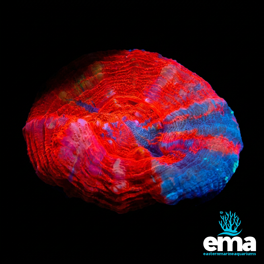 Scolymia Australis Frag