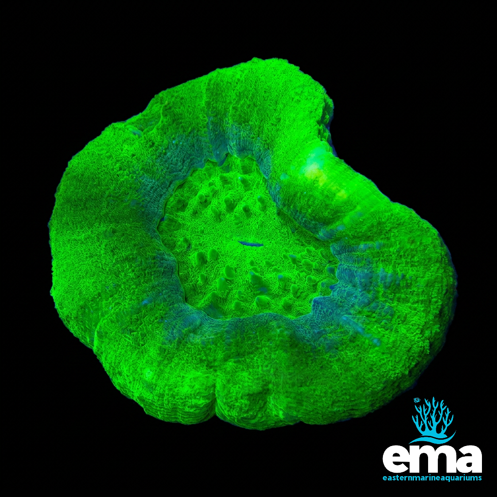 Toxic Green Scolymia Australis