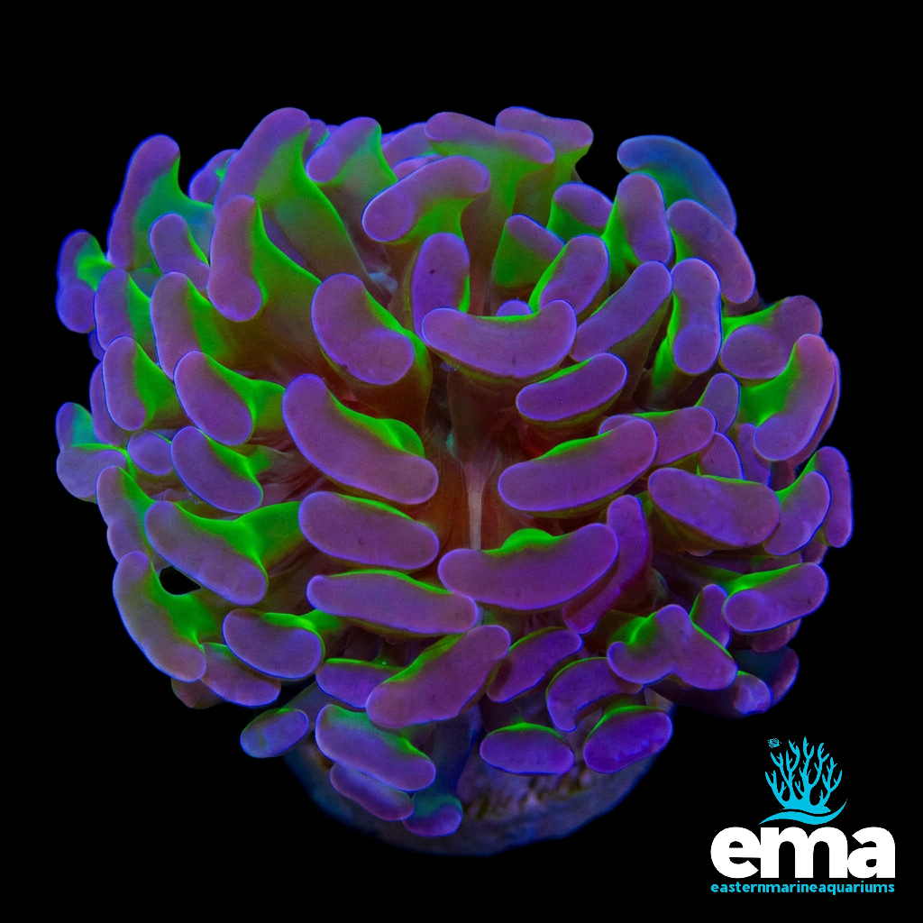 Reverse Hammer Coral