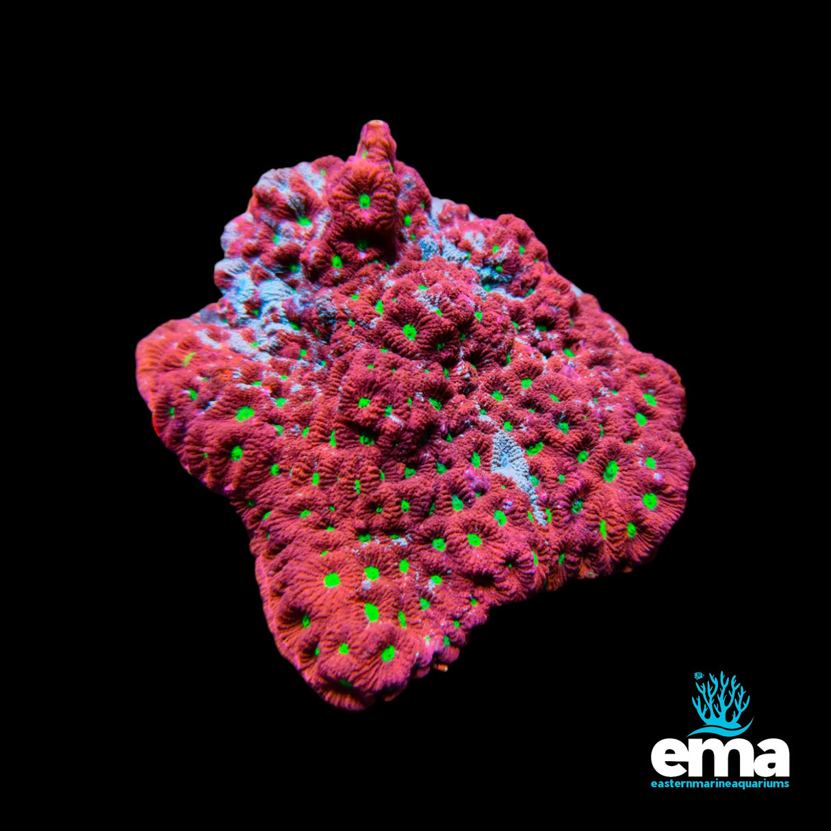 War Coral Colony