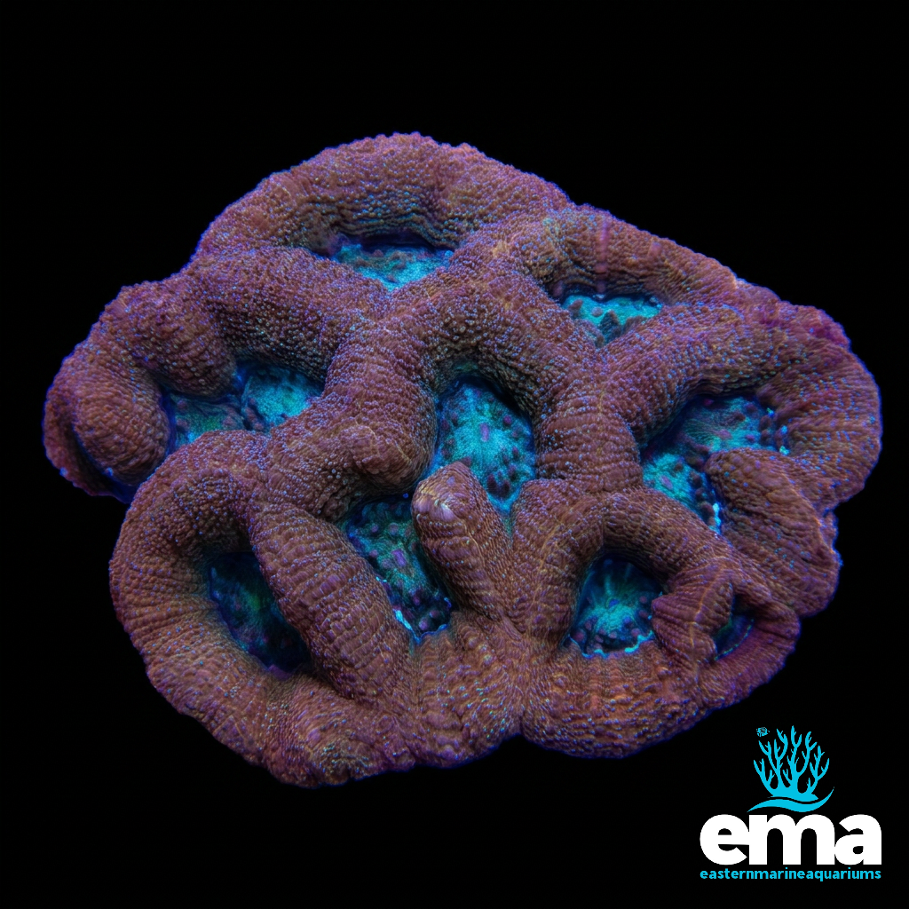Orange Acan Bowerbanki