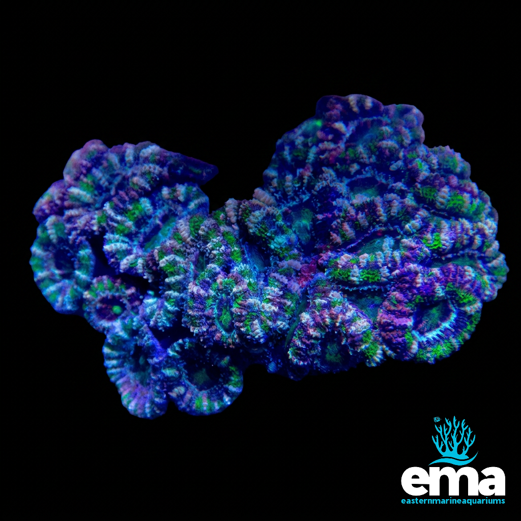 Acan Lord