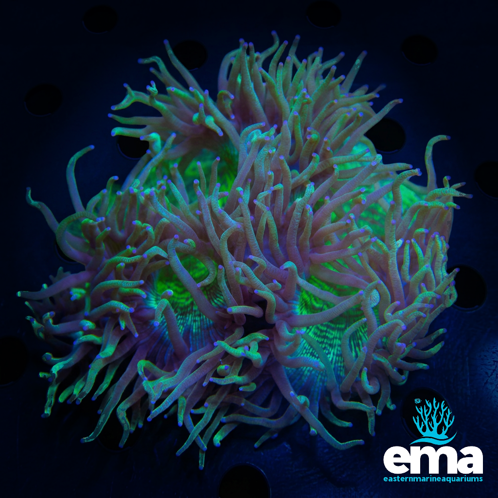 Blue Tipped Elegance Coral