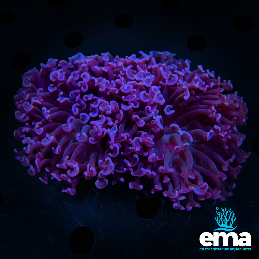 Purple Hammer Coral
