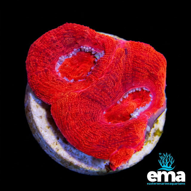 Acan Bowerbanki - Toxic Red | EasternMarine Aquariums