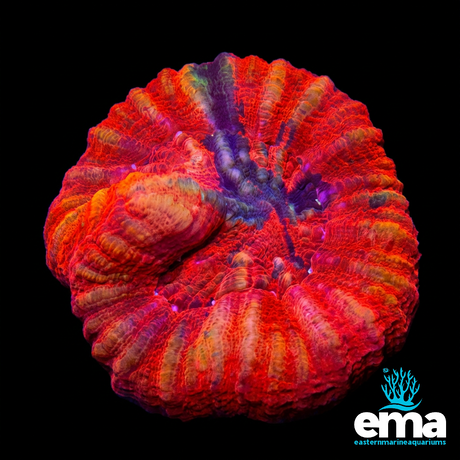 Red Inferno Australian Scolymia | EasternMarine Aquariums