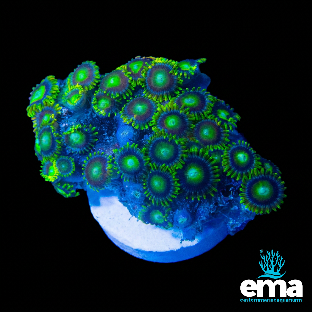Zoanthid Fragment