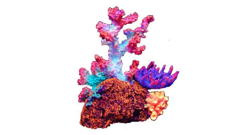 Aquarium Coral Decoration