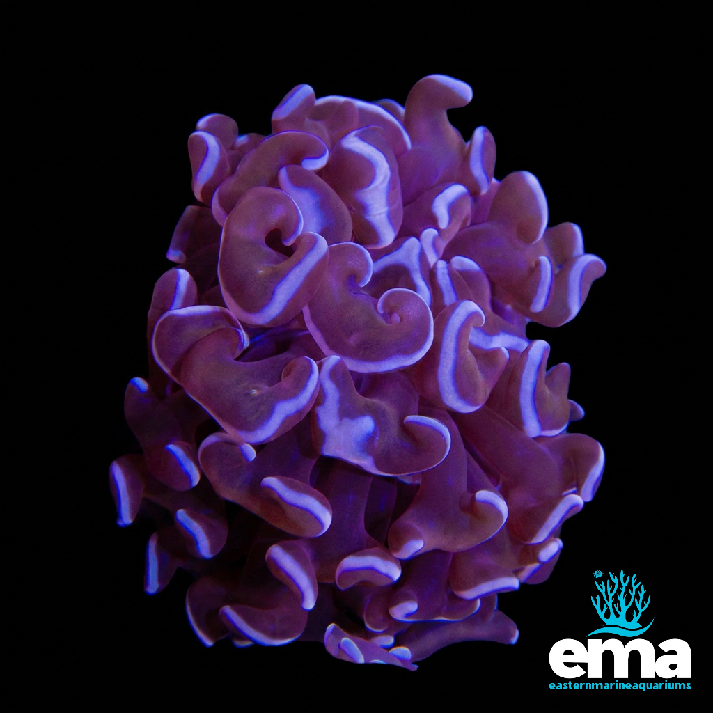 Purple Hammer Coral