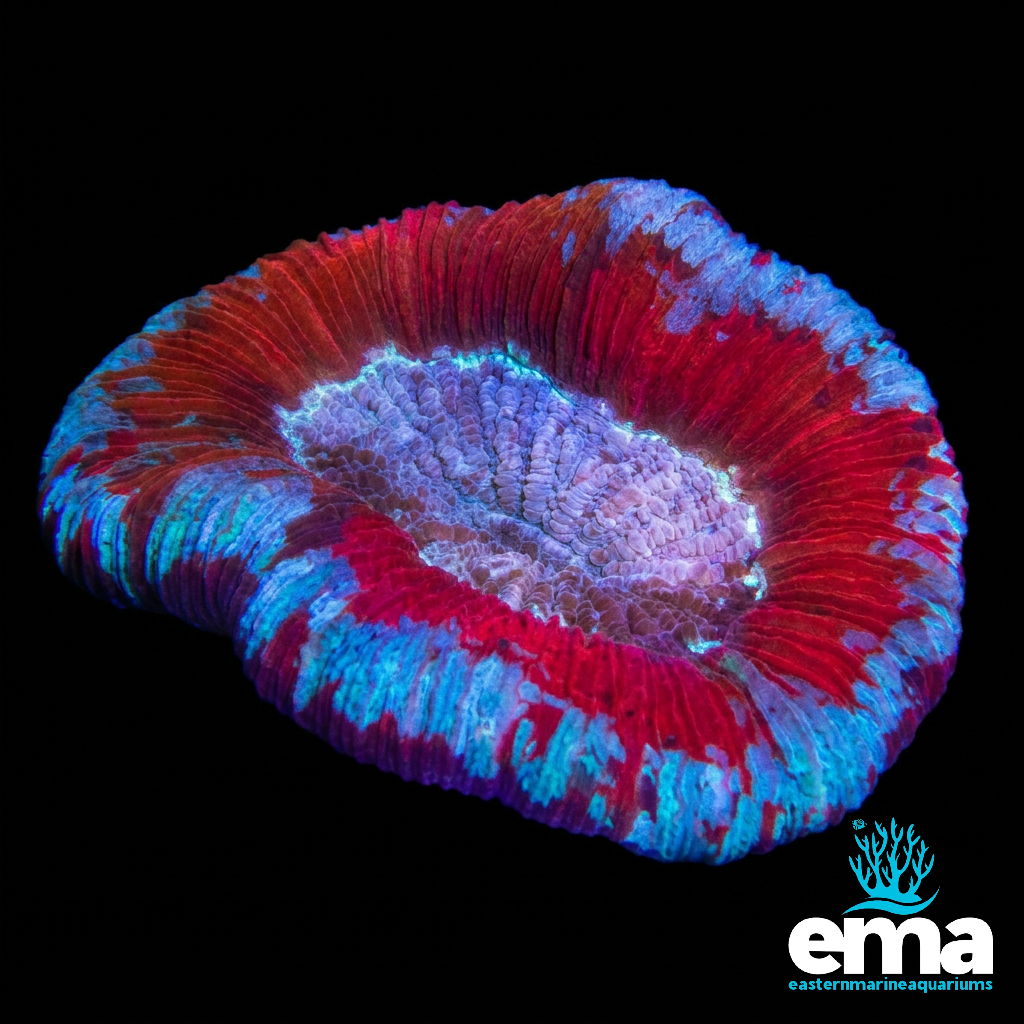Red Teal Trachyphyllia