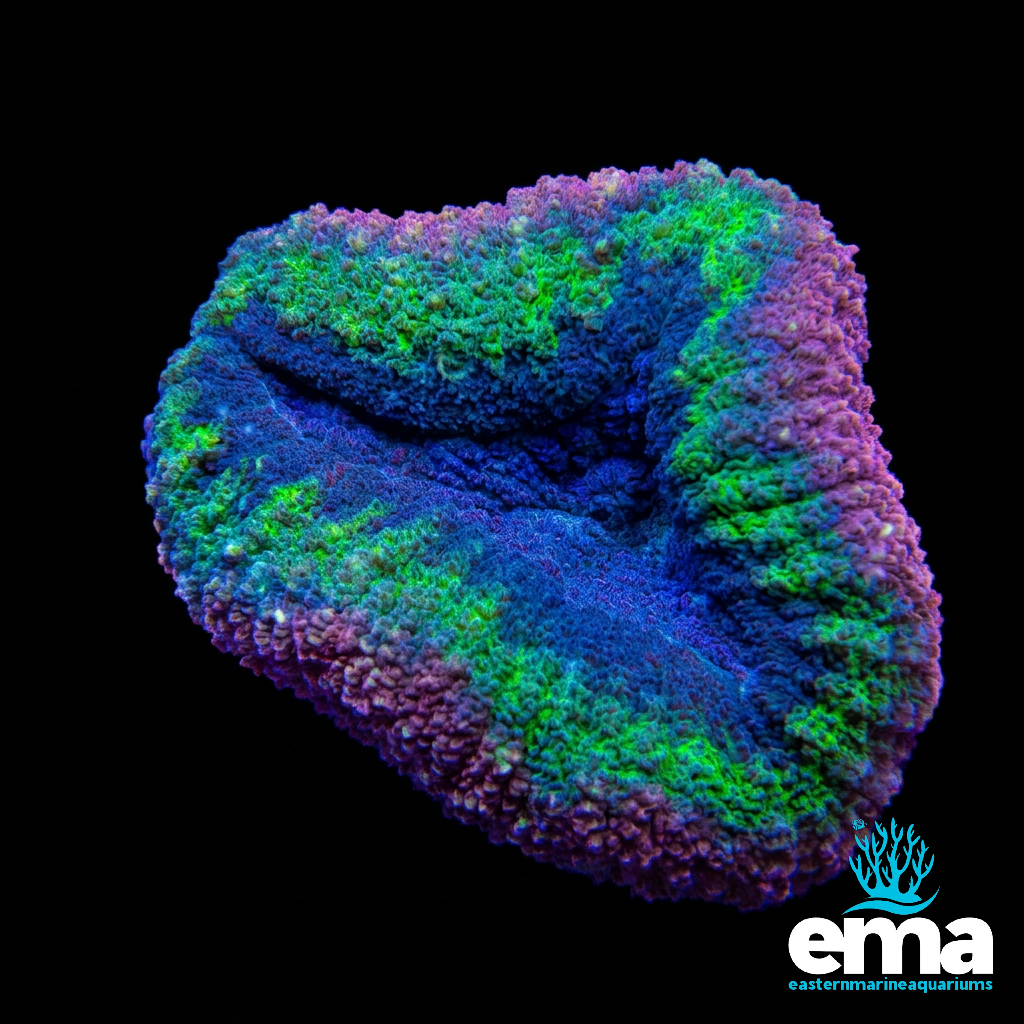 Rainbow Lobophyllia