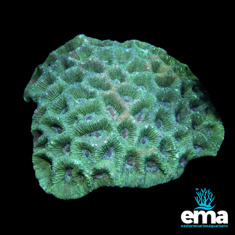 Goniastrea sp. (Brain Coral) | EasternMarine Aquariums