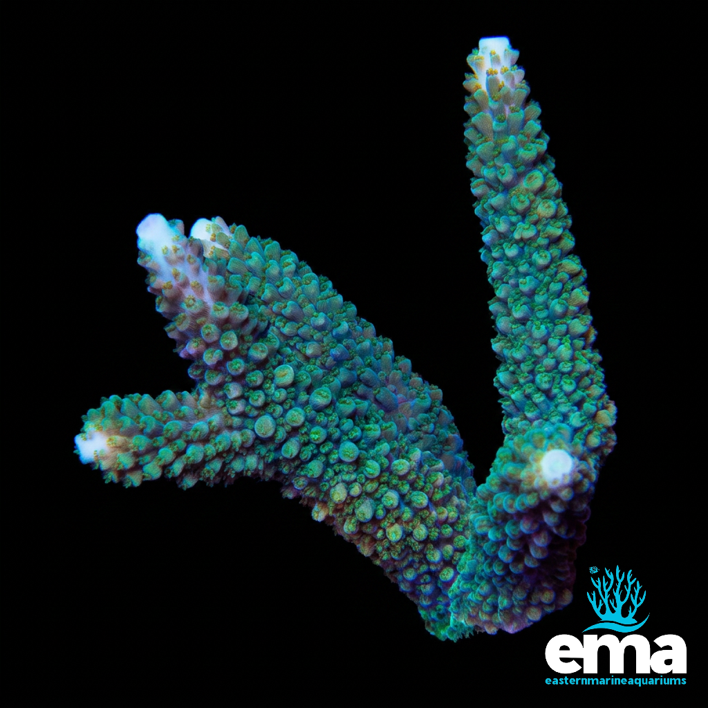 Green Staghorn