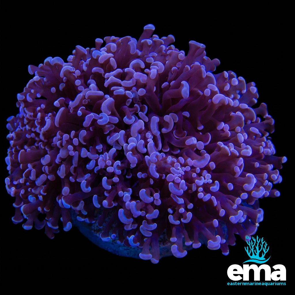 Purple Frammer Coral