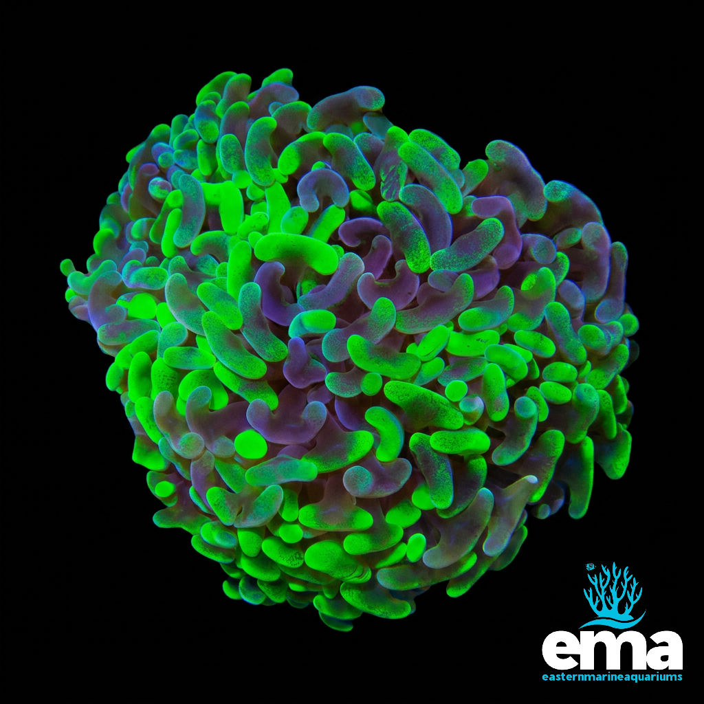 Toxic Green Splatter Green Hammer Coral