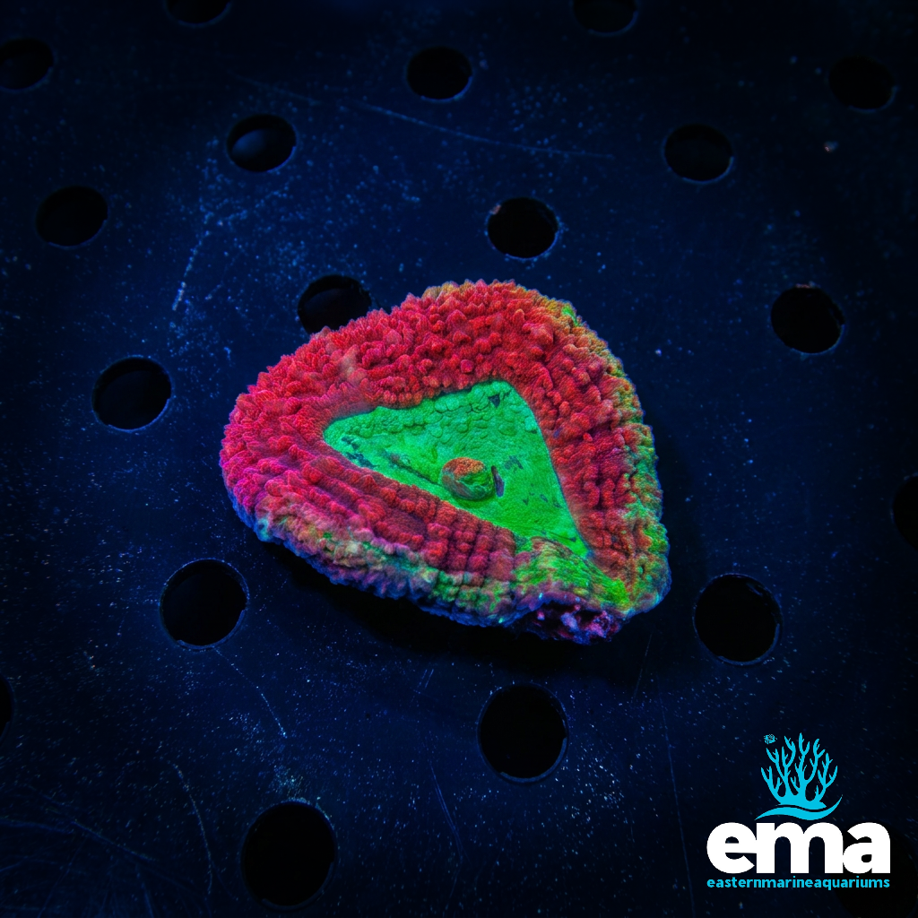 Red Symphyllia