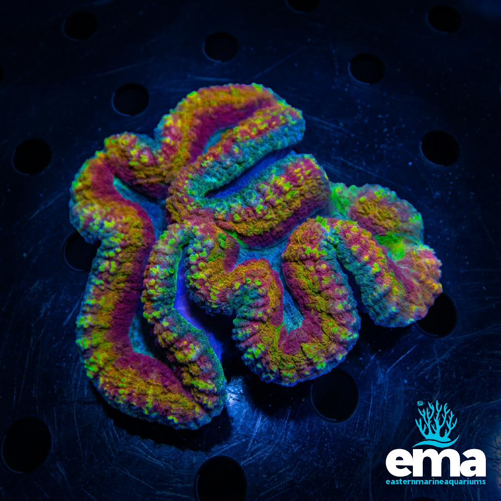 Rainbow Lobophyllia