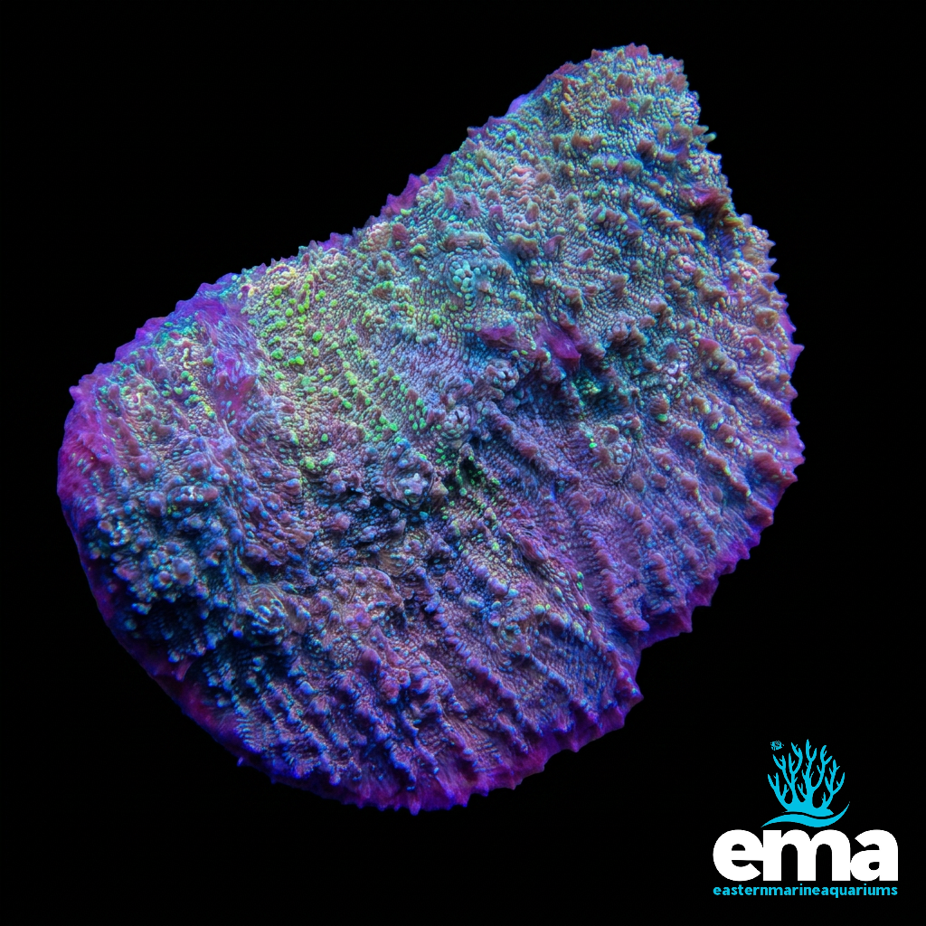 Chalice Coral