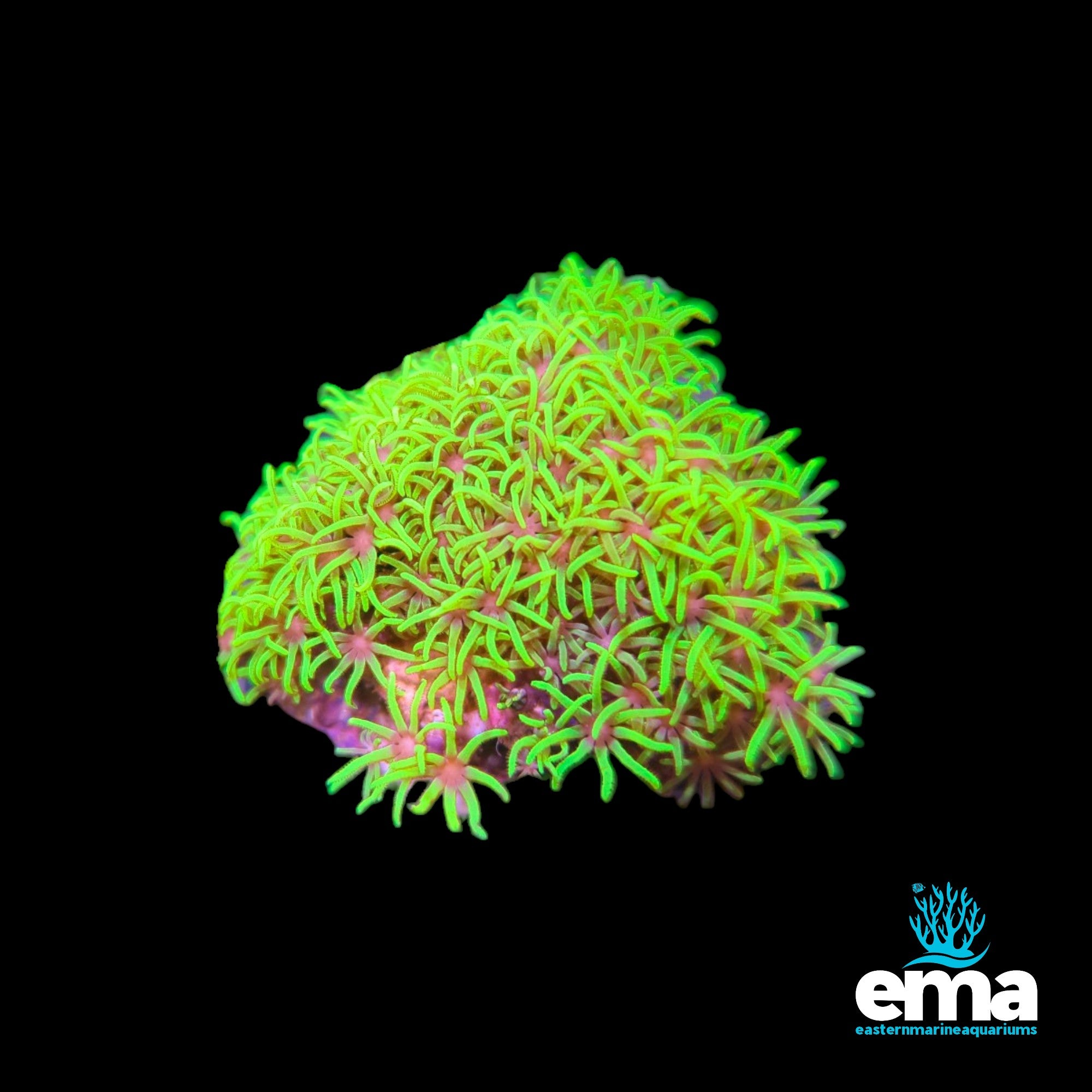 【2/22誕生日セール】PALMS CORAL STAR CGP-7016i Toxic Green Star Polyp Fragment | Reef Coral NZ – EasternMarine