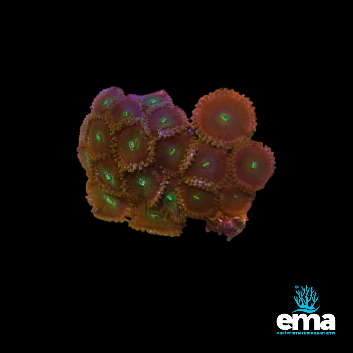 Zoanthid Colony