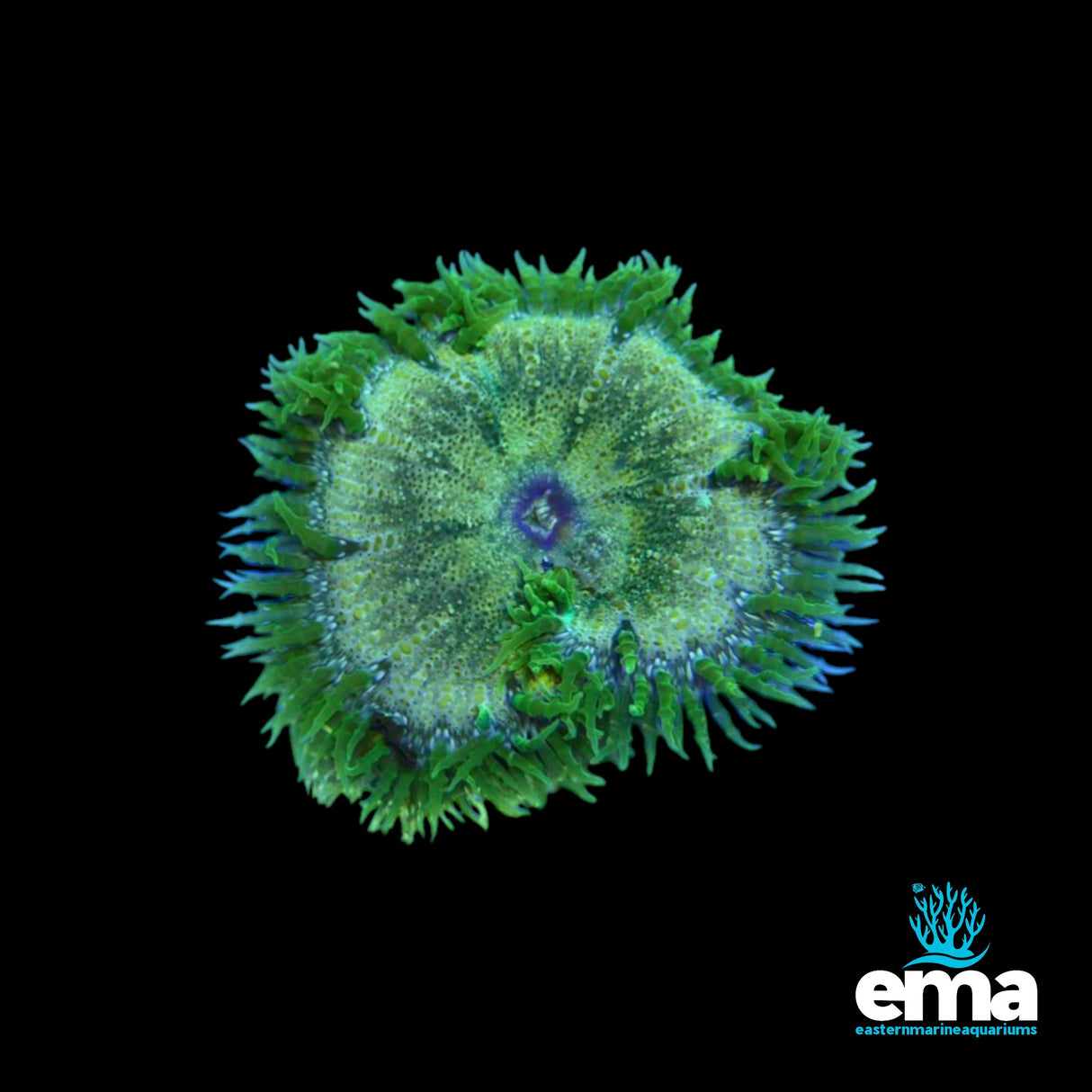 Rockflower Anenome