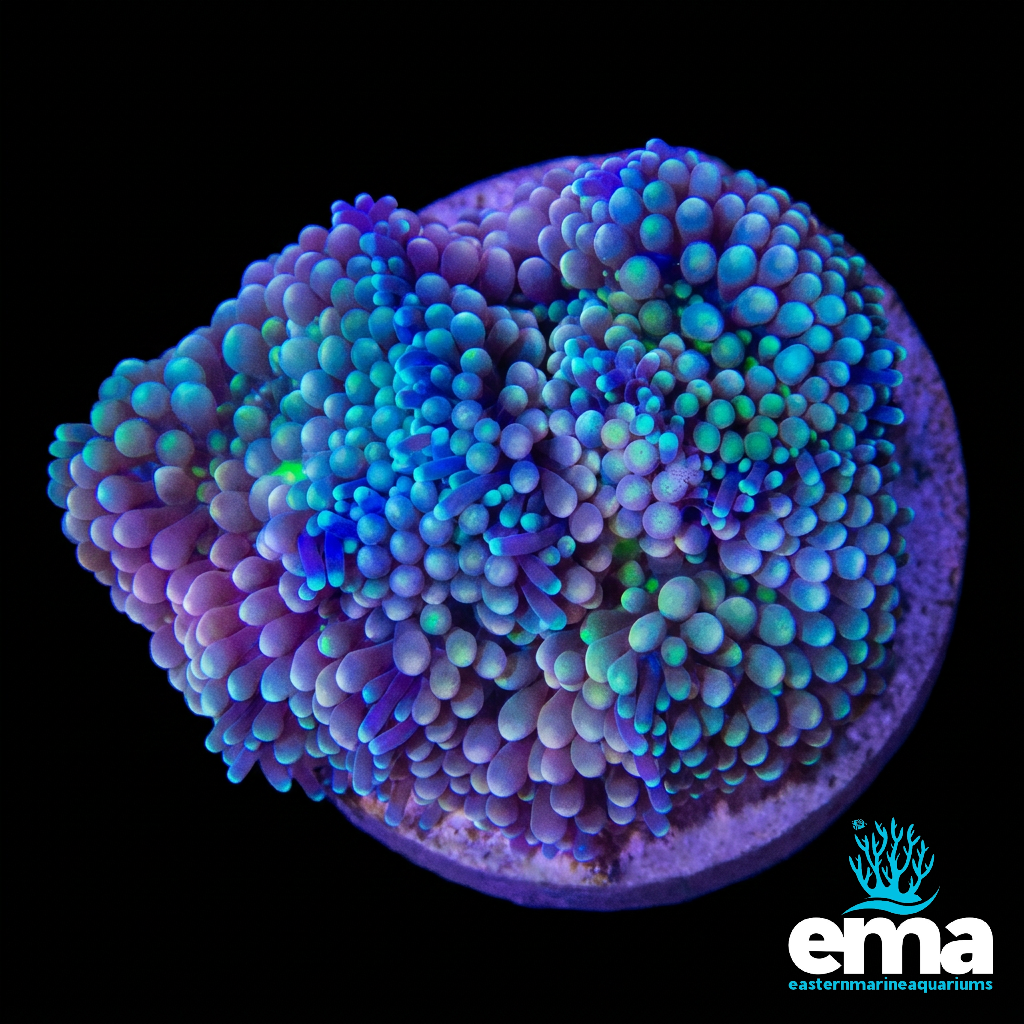 Mint Green Ricordea Florida Mushroom