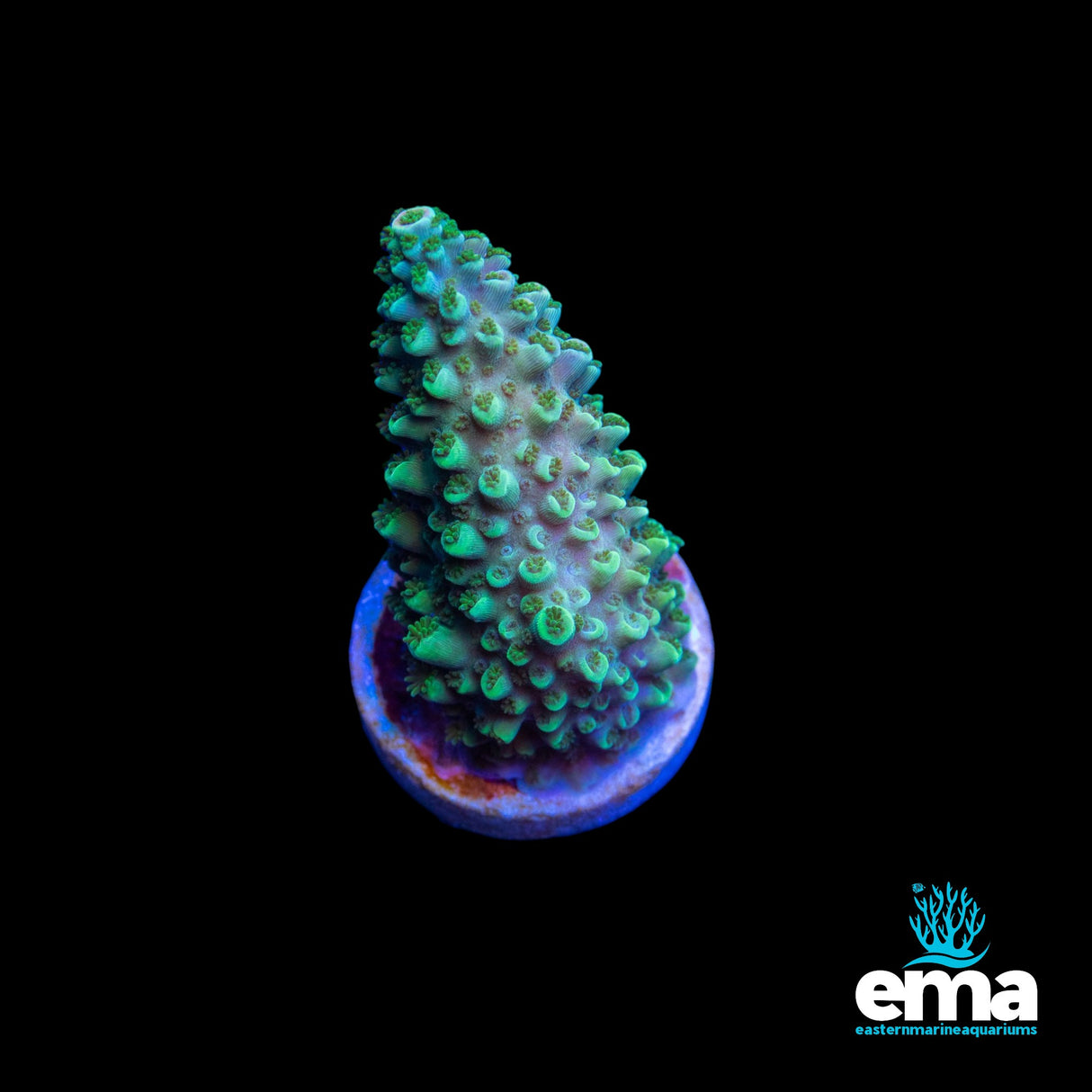 Green & Purple Tip Robusta